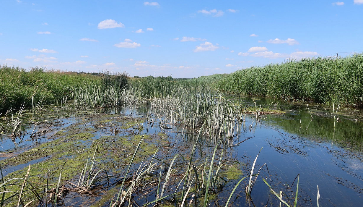 Ловля щуки на уокеры. Уокерная проводка на заросших водоёмах.